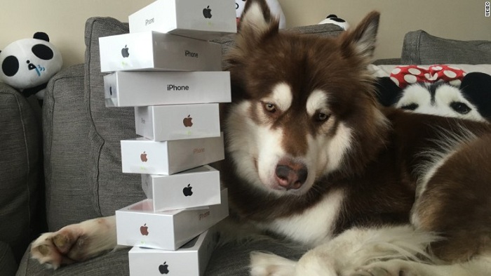 Chinese billionaire`s son bought his dog eight iPhone 7s